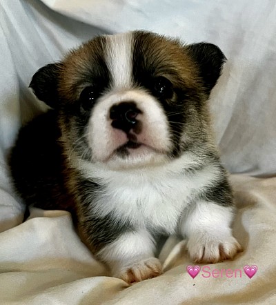 AKC Pembroke welsh corgi puppies for sale best Oklahoma breeder pet show puppies genetic tested OFA health guarantee