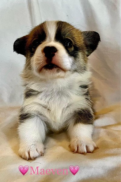 Okc, Pembroke welsh corgi puppy, Oklahoma quality health tested OFA for sale
