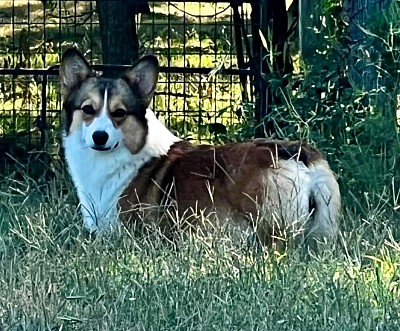 Pembroke corgi Oklahoma puppies ofa dna clear