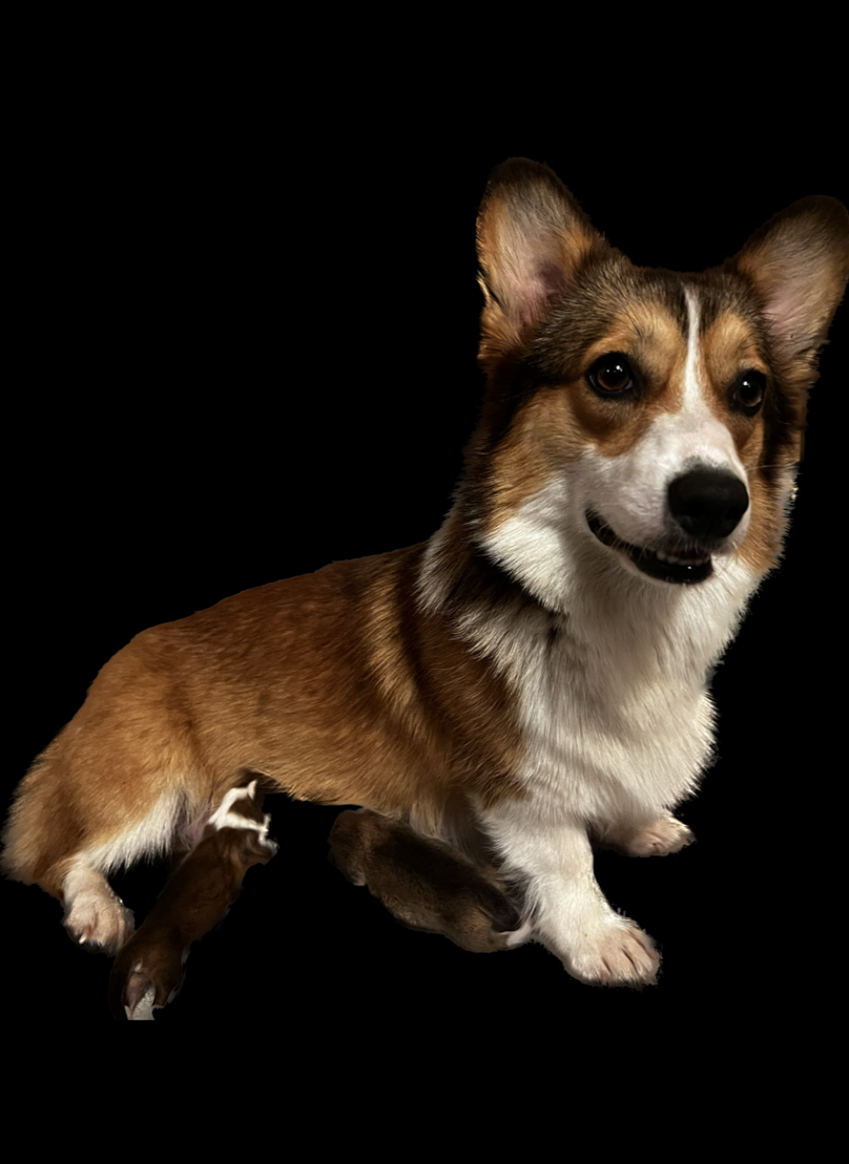 Pembroke welsh corgi Oklahoma OFA DNA TRIPLE clear dM EIC vwd