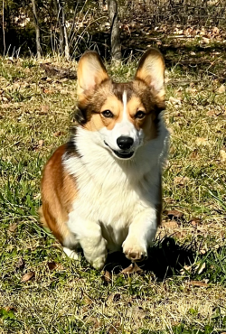 Pembroke welsh corgi