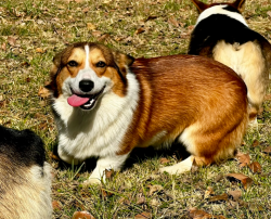 Pembroke welsh corgi, AKC Oklahoma OFA